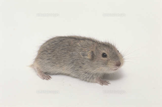 ドワーフレミング の写真素材 イラスト素材 アマナイメージズ