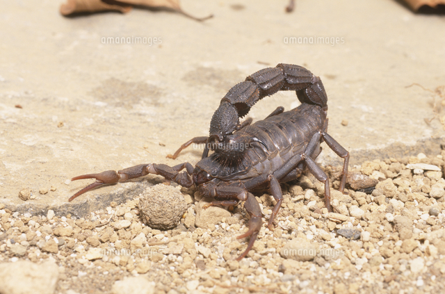 噂ノ蠍】ピラーテイルスコーピオン サソリ キョクトウサソリ 標本