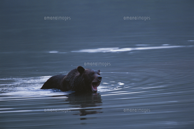 水の中で口を開けて威嚇するアメリカヒグマ グリズリー の写真素材 イラスト素材 アマナイメージズ