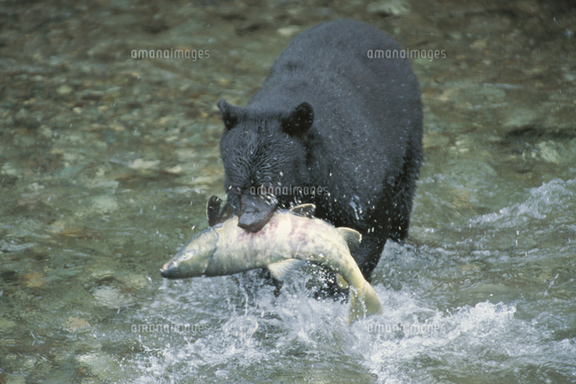 サケを捕えたアメリカグマ アメリカクロクマ の写真素材 イラスト素材 アマナイメージズ