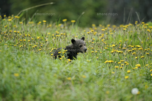 タンポポの花畑の中のアメリカヒグマ グリズリー の仔 の写真素材 イラスト素材 アマナイメージズ