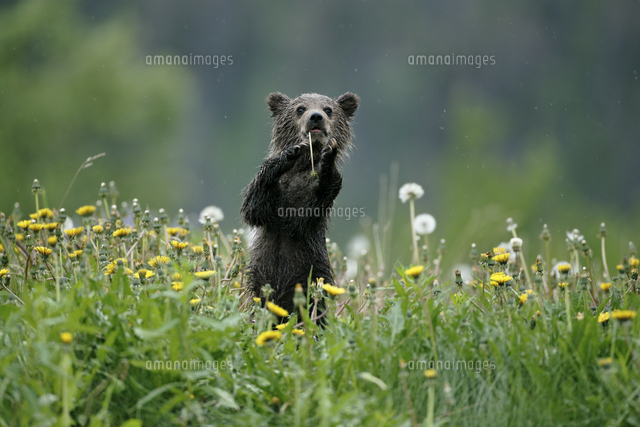 タンポポの花畑の中で遊ぶアメリカヒグマ グリズリー の仔 の写真素材 イラスト素材 アマナイメージズ