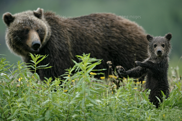 タンポポの花畑の中のアメリカヒグマ グリズリー の母子 の写真素材 イラスト素材 アマナイメージズ