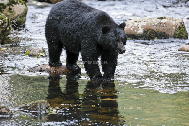 アメリカグマ アメリカクロクマ サーモンを探す の写真素材 イラスト素材 アマナイメージズ