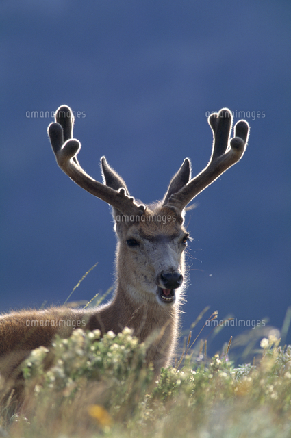 ミュールジカ の写真素材 イラスト素材 アマナイメージズ