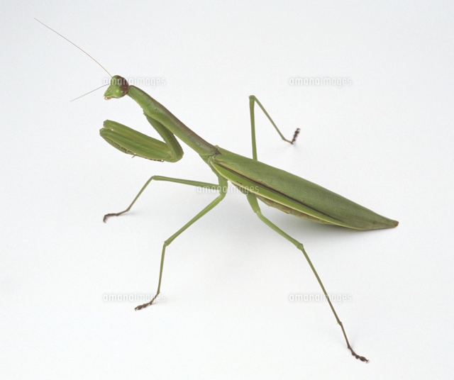 アザミカマキリ雌 立体標本 - メルカリ