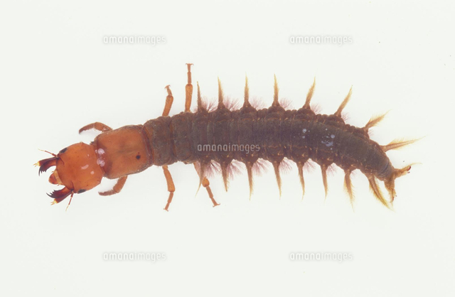 ヘビトンボの幼虫（マゴタロウムシ） 白バック[32146000070]の写真