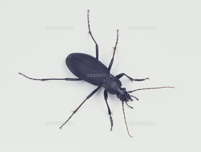 クロナガオサムシのオス の写真素材 イラスト素材 アマナイメージズ