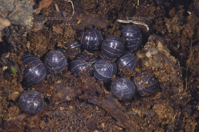 越冬中のオカダンゴムシ の写真素材 イラスト素材 アマナイメージズ