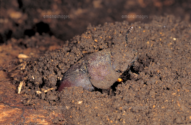 朽ち木に産卵するノコギリクワガタのメス の写真素材 イラスト素材 アマナイメージズ