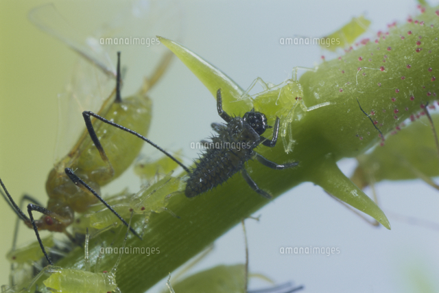 アブラムシを捕食するテントウムシ ナミテントウ の１齢幼虫 の写真素材 イラスト素材 アマナイメージズ