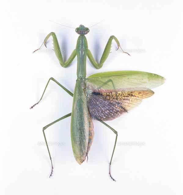 オオカマキリのメス （標本）[32146000244]の写真・イラスト素材