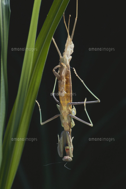 オオカマキリのメス （標本）[32146000244]の写真・イラスト素材