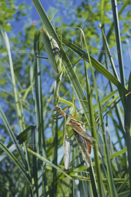 共食いをするオオカマキリ メスがオスを捕食する の写真素材 イラスト素材 アマナイメージズ