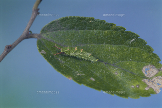 オオムラサキの2齢幼虫[32146000276]の写真・イラスト素材
