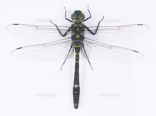 トンボ標本 外国産トンボ標本大型赤色ヤンマ⁄南タンザニア.ンジョンベ