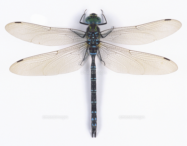 オオルリボシヤンマのオス （標本）[32146000343]の写真・イラスト素材