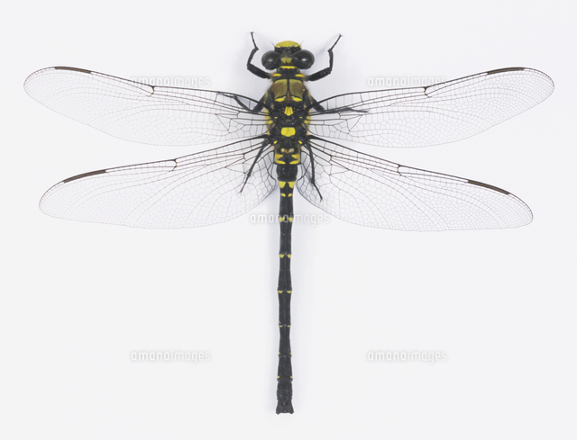 テイオウムカシヤンマ　1枚 テイオウムカシヤンマ - Wikipedia