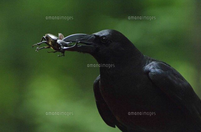 ハシブトガラスに捕食されるカブトムシのオス の写真素材 イラスト素材 アマナイメージズ