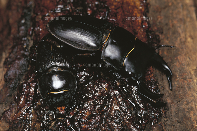 樹液に集まるオオクワガタのメス（左）とオス（右）[32146000395]の