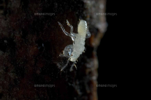 木を降りはじめるアブラゼミ孵化直後の幼虫 の写真素材 イラスト素材 アマナイメージズ