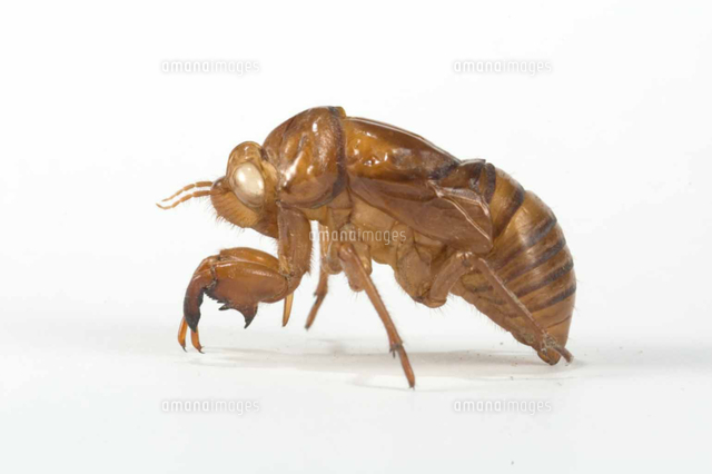 アブラゼミの抜け殻 羽化殻 の写真素材 イラスト素材 アマナイメージズ アブラゼミの抜け殻 羽化殻 の写真素材 イラスト素材 アマナイメージズ