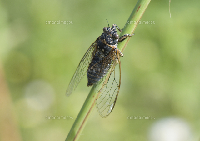 鳴くチッチゼミ[32146000438]の写真・イラスト素材｜アマナイメージズ