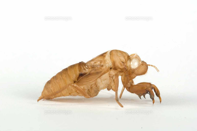 ツクツクボウシの抜け殻（羽化殻）[32146000440]の写真・イラスト素材 