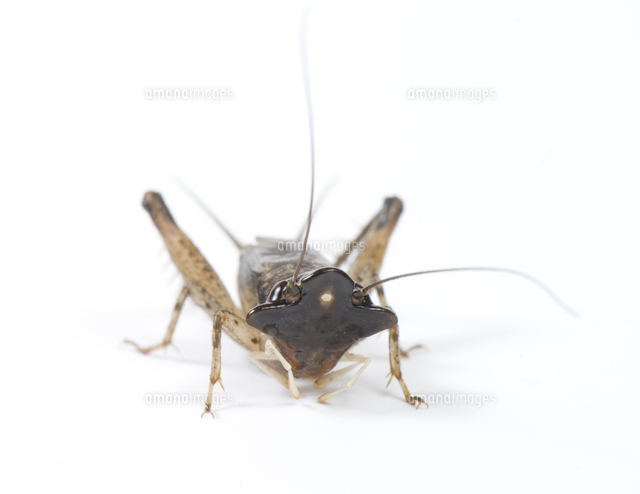 ミツカドコオロギのオス 顔 白バック の写真素材 イラスト素材 アマナイメージズ