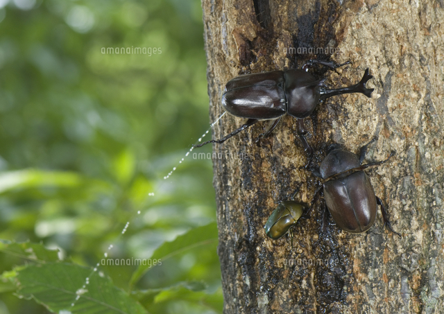おしっこをするカブトムシのオス の写真素材 イラスト素材 アマナイメージズ
