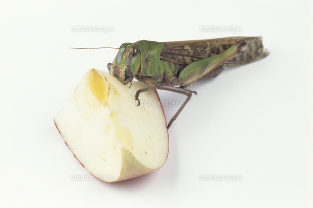 リンゴを食べるトノサマバッタ の写真素材 イラスト素材 アマナイメージズ