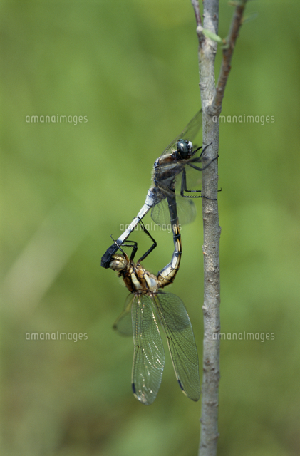 シオカラトンボ 交尾[32146000915]の写真・イラスト素材｜アマナ