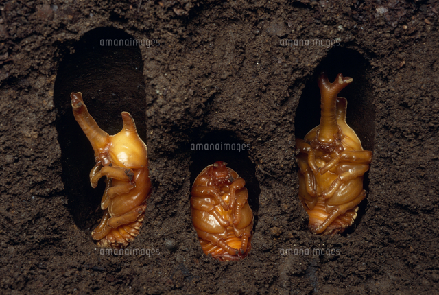 カブトムシの蛹の蛹室の様子 の写真素材 イラスト素材 アマナイメージズ