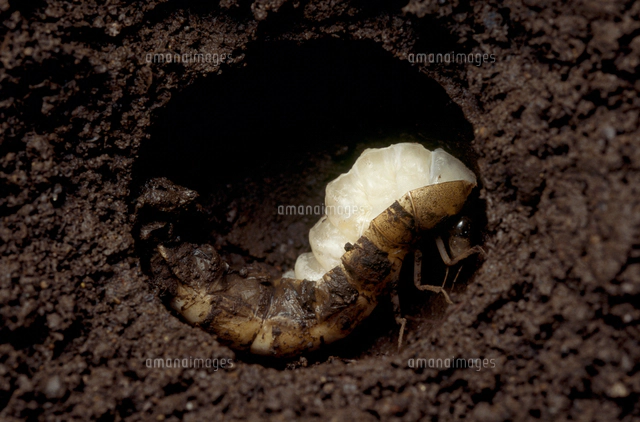 研究者向き　ゲンゴロウセット　ゲンゴロウ以外も含む 研究者向き ウクライナゲンゴロウセット ゲンゴロウ以外も含む