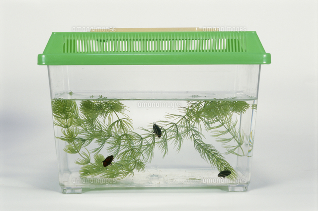 小型のゲンゴロウ類 基本的な飼育セット の写真素材 イラスト素材 アマナイメージズ