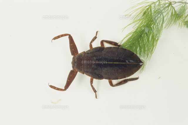羽化が近いタガメの終齢幼虫 褐色になる の写真素材 イラスト素材 アマナイメージズ