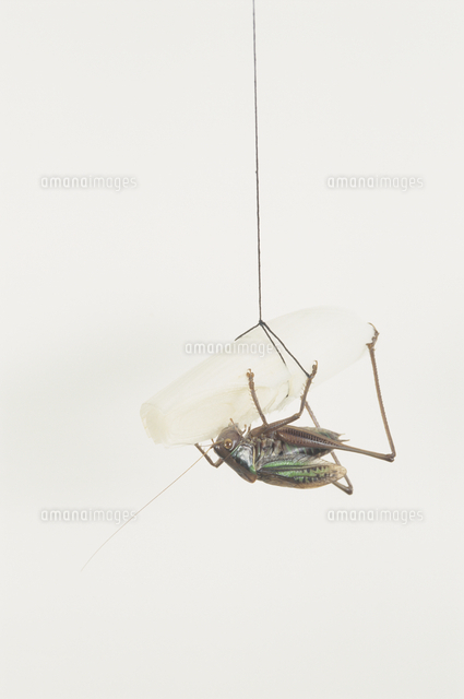 キリギリス釣り ネギにかじりつく様子 の写真素材 イラスト素材 アマナイメージズ