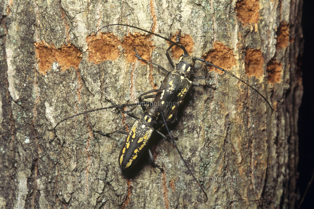 シロスジカミキリ 上メス・下オス[32146001280]の写真・イラスト素材