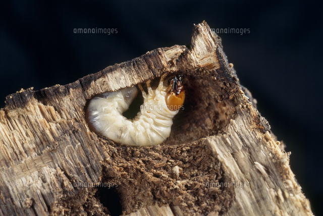 蛹室を作るコクワガタ 成虫になった時脱出しやすい場所 の写真素材 イラスト素材 アマナイメージズ