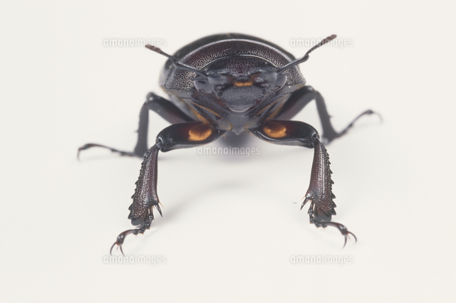 ノコギリクワガタ メスの前脚 穴を掘りやすい形 の写真素材 イラスト素材 アマナイメージズ