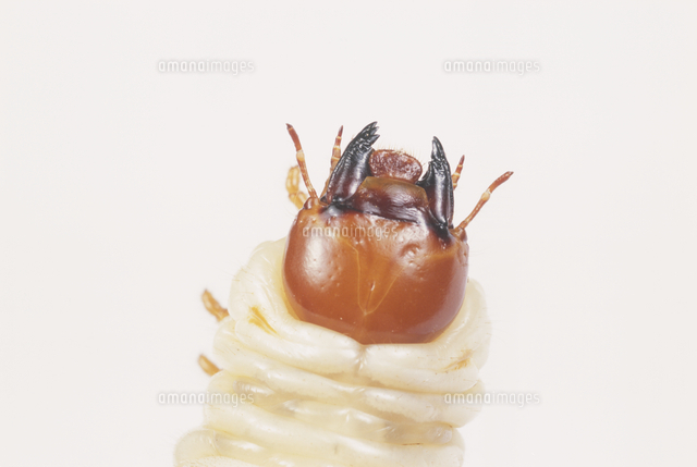 ノコギリクワガタの幼虫 頭部 アップ[32146001550]の写真・イラスト 