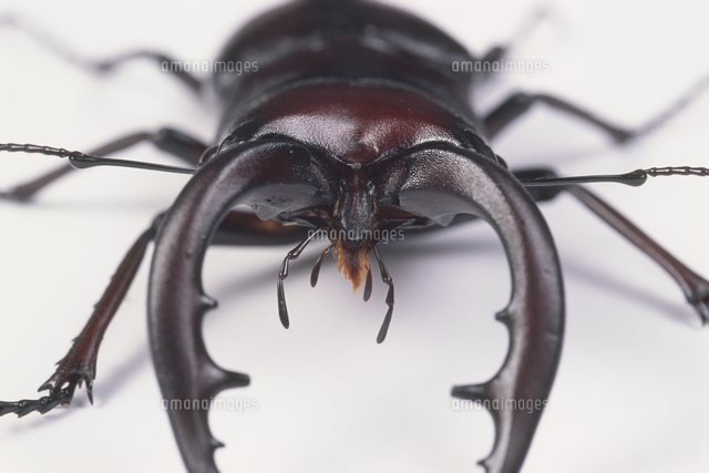 ノコギリクワガタの口 アップ の写真素材 イラスト素材 アマナイメージズ