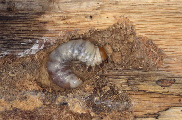 コクワガタの3齢幼虫 の写真素材 イラスト素材 アマナイメージズ
