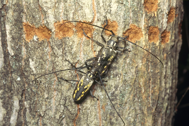 44特大・希少 ウォーレスシロスジカミキリ80mmup 44特大・希少