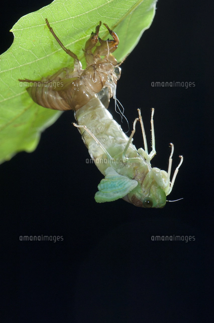 ヒグラシのオスの標本[32146002012]の写真・イラスト素材｜アマナ