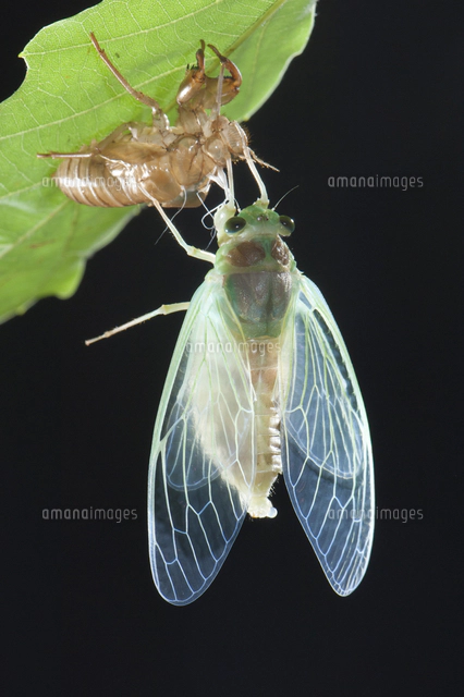 ヒグラシのオスの標本[32146002012]の写真・イラスト素材｜アマナ