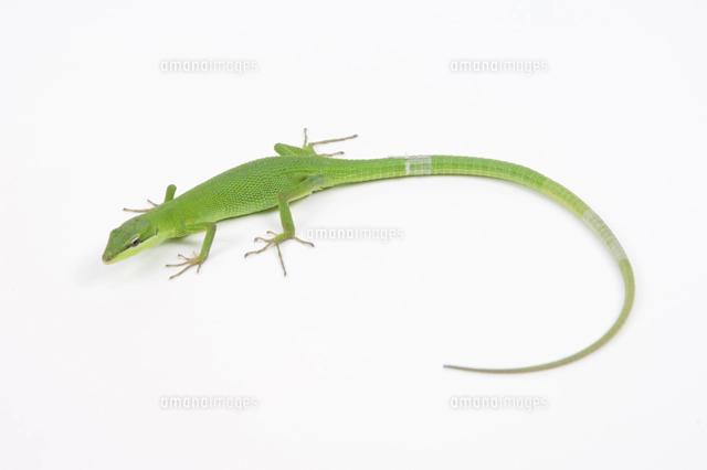 カナヘビの写真素材 ストックフォト アマナイメージズ