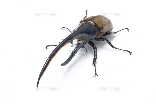 ヘラクレスオオカブト♂（Dynastes hercules）グアドループ島産
