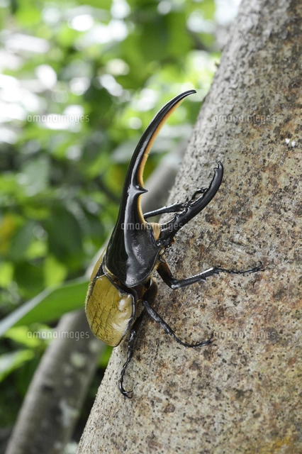 ヘラクレスオオカブトの写真素材 ストックフォト アマナイメージズ