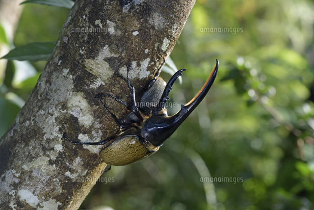 ヘラクレスオオカブトの写真素材 ストックフォト アマナイメージズ